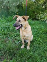PLUTAO1, Hund, Mischlingshund in Slowakische Republik - Bild 6