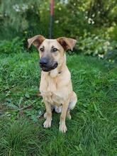 PLUTAO1, Hund, Mischlingshund in Slowakische Republik - Bild 7