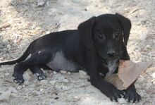 HENNI, Hund, Mischlingshund in Griechenland - Bild 1