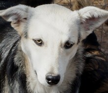 FARINA, Hund, Mischlingshund in Rumänien - Bild 1