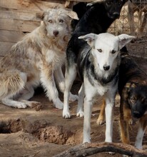 FARINA, Hund, Mischlingshund in Rumänien - Bild 2