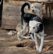 FARINA, Hund, Mischlingshund in Rumänien - Bild 3