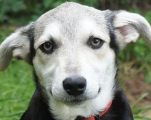 FARINA, Hund, Mischlingshund in Rumänien - Bild 5