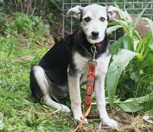 FARINA, Hund, Mischlingshund in Rumänien - Bild 7