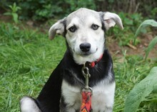 FARINA, Hund, Mischlingshund in Rumänien - Bild 8