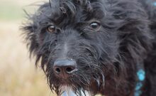 VANDA, Hund, Mischlingshund in Vaterstetten - Bild 3