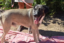 JOKER, Hund, Mischlingshund in Vaterstetten - Bild 2