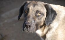 JOKER, Hund, Mischlingshund in Vaterstetten - Bild 4
