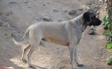 JOKER, Hund, Mischlingshund in Vaterstetten - Bild 5