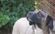 JOKER, Hund, Mischlingshund in Vaterstetten - Bild 7