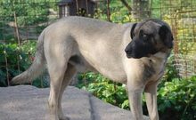 JOKER, Hund, Mischlingshund in Vaterstetten - Bild 8