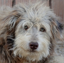FRODO, Hund, Mischlingshund in Rumänien - Bild 1