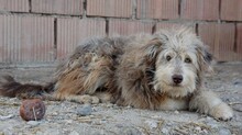 FRODO, Hund, Mischlingshund in Rumänien - Bild 2