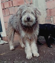 FRODO, Hund, Mischlingshund in Rumänien - Bild 3