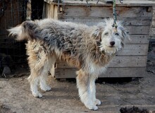 FRODO, Hund, Mischlingshund in Rumänien - Bild 4