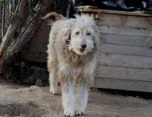 FRODO, Hund, Mischlingshund in Rumänien - Bild 5