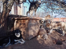FRODO, Hund, Mischlingshund in Rumänien - Bild 6