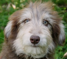 FRODO, Hund, Mischlingshund in Rumänien - Bild 7