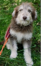 FRODO, Hund, Mischlingshund in Rumänien - Bild 8
