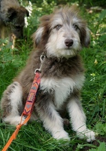 FRODO, Hund, Mischlingshund in Rumänien - Bild 9