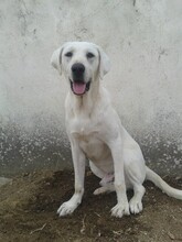 YURI, Hund, Mischlingshund in Griechenland - Bild 1