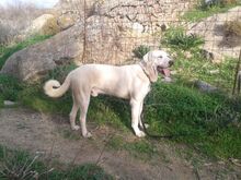 YURI, Hund, Mischlingshund in Griechenland - Bild 14
