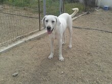 YURI, Hund, Mischlingshund in Griechenland - Bild 17