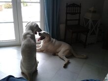 YURI, Hund, Mischlingshund in Griechenland - Bild 2