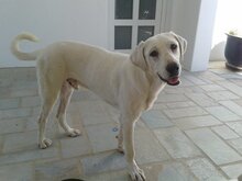 YURI, Hund, Mischlingshund in Griechenland - Bild 3