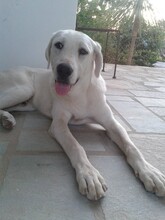 YURI, Hund, Mischlingshund in Griechenland - Bild 5