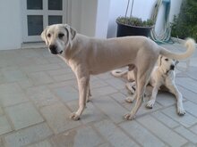 YURI, Hund, Mischlingshund in Griechenland - Bild 6