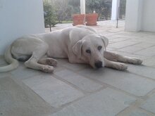 YURI, Hund, Mischlingshund in Griechenland - Bild 7