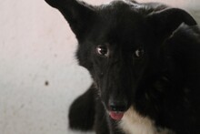 RIHANA, Hund, Mischlingshund in Rumänien - Bild 2
