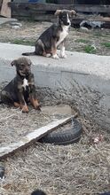 KATZE, Hund, Mischlingshund in Rumänien - Bild 10