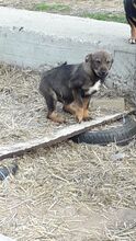 KATZE, Hund, Mischlingshund in Rumänien - Bild 11