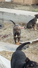 KATZE, Hund, Mischlingshund in Rumänien - Bild 13