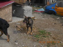 KATZE, Hund, Mischlingshund in Rumänien - Bild 14