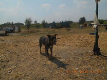 KATZE, Hund, Mischlingshund in Rumänien - Bild 15