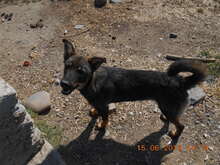 KATZE, Hund, Mischlingshund in Rumänien - Bild 16