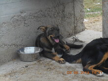 KATZE, Hund, Mischlingshund in Rumänien - Bild 17