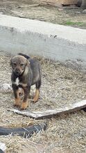 KATZE, Hund, Mischlingshund in Rumänien - Bild 2