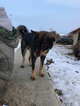KATZE, Hund, Mischlingshund in Rumänien - Bild 21