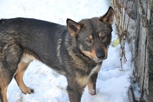 KATZE, Hund, Mischlingshund in Rumänien - Bild 22