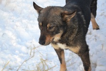 KATZE, Hund, Mischlingshund in Rumänien - Bild 23
