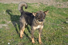 KATZE, Hund, Mischlingshund in Rumänien - Bild 24