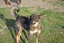 KATZE, Hund, Mischlingshund in Rumänien - Bild 25