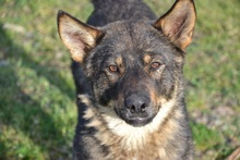 KATZE, Hund, Mischlingshund in Rumänien - Bild 26