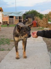 KATZE, Hund, Mischlingshund in Rumänien - Bild 27