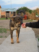 KATZE, Hund, Mischlingshund in Rumänien - Bild 28