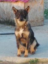KATZE, Hund, Mischlingshund in Rumänien - Bild 29